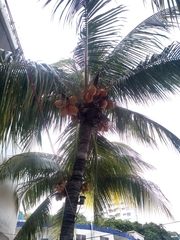 Cocos nucifera