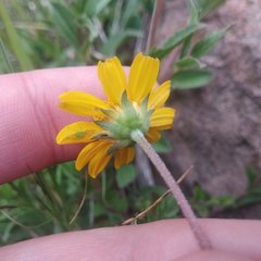 Perymenium buphthalmoides