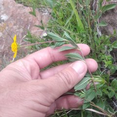 Perymenium buphthalmoides