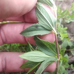 Perymenium buphthalmoides