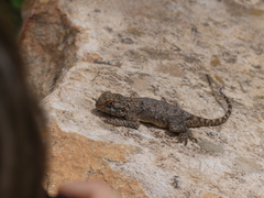 Agama bibronii
