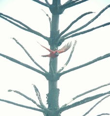 Cardinalis phoeniceus