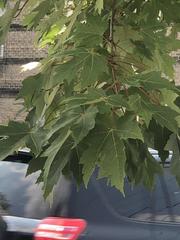 Acer saccharinum