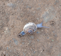 Ariophanta exilis
