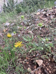Grindelia arizonica