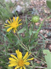 Grindelia arizonica