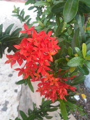 Ixora coccinea