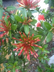 Ixora coccinea