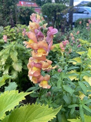 Antirrhinum