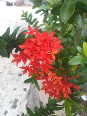 Ixora coccinea