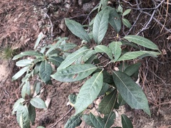 Quercus hypoleucoides