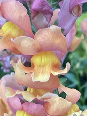 Antirrhinum