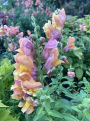 Antirrhinum