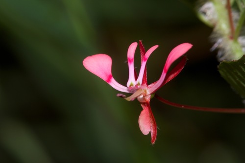 Mosquito Flower