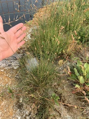 Fimbristylis thermalis