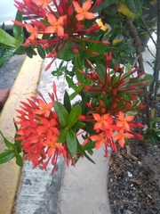 Ixora coccinea