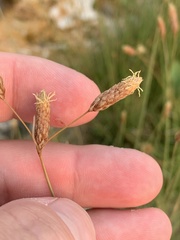 Fimbristylis thermalis