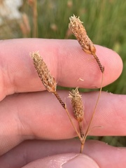 Fimbristylis thermalis