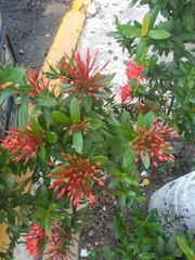 Ixora coccinea