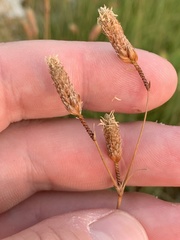 Fimbristylis thermalis