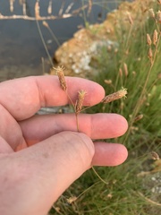 Fimbristylis thermalis