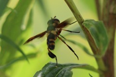 Trichopoda plumipes