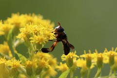 Trichopoda plumipes