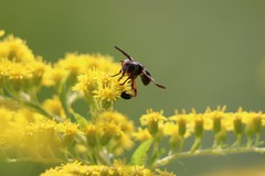 Trichopoda plumipes