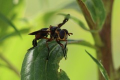 Trichopoda plumipes