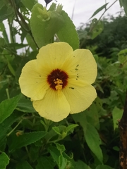 Pavonia sidifolia