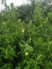 Pavonia sidifolia