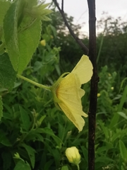Pavonia sidifolia