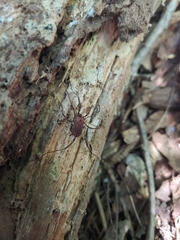 Hadrobunus maculosus