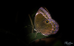 Ethope himachala