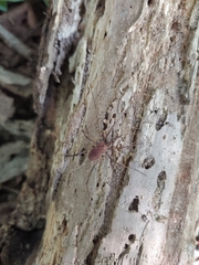 Hadrobunus maculosus