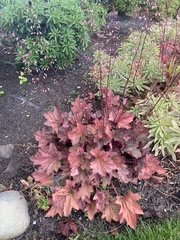 Heuchera