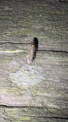 Cryptaspasma