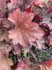 Heuchera