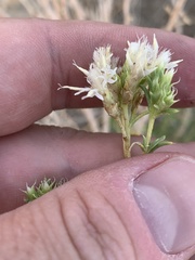 Ericameria albida