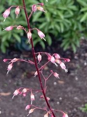 Heuchera