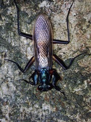 Metallyticus violaceus