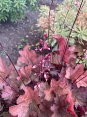 Heuchera