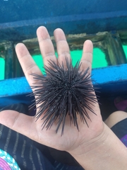 Echinometra vanbrunti