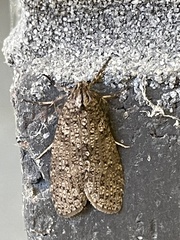 Lepidoscia euryptera