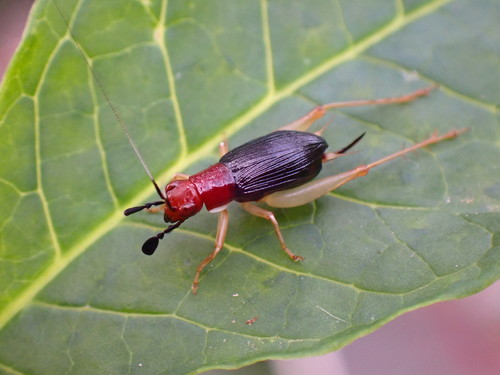 Red-headed Bush Cricket