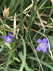 Campanula wilkinsiana