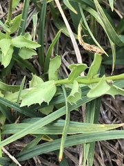 Campanula wilkinsiana