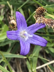 Campanula wilkinsiana