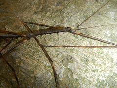 Argosarchus horridus