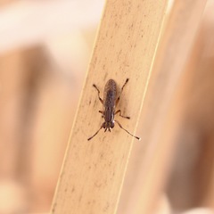 Dichetophora